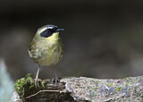 Image. Yellow-throated Scrubwren
