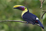 Image. Yellow-throated Toucan