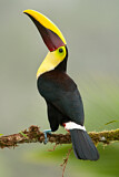 Image. Yellow-throated Toucan