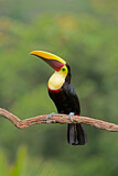Image. Yellow-throated Toucan