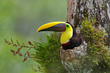Image. Yellow-throated Toucan