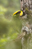 Image. Yellow-throated Toucan