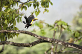 Image. Yellow-throated Toucan