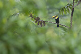 Image. Yellow-throated Toucan