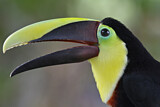Image. Yellow-throated Toucan