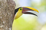 Image. Yellow-throated Toucan