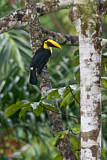 Image. Yellow-throated Toucan