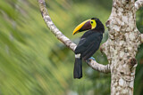 Image. Yellow-throated Toucan