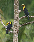Image. Yellow-throated Toucan