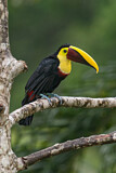 Image. Yellow-throated Toucan