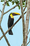 Image. Yellow-throated Toucan
