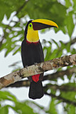 Image. Yellow-throated Toucan