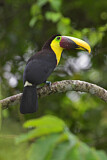 Image. Yellow-throated Toucan