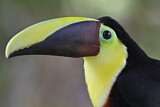 Image. Yellow-throated Toucan