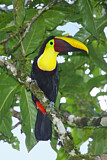 Image. Yellow-throated Toucan