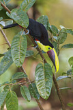 Image. Yellow-throated Toucan