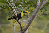 Image. Yellow-throated Toucan