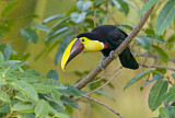 Image. Yellow-throated Toucan