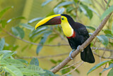 Image. Yellow-throated Toucan