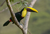 Image. Yellow-throated Toucan