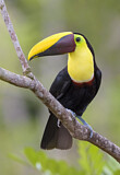 Image. Yellow-throated Toucan