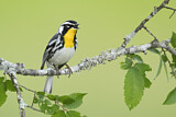 Image. Yellow-throated Warbler