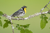 Image. Yellow-throated Warbler