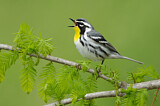 Image. Yellow-throated Warbler