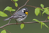 Image. Yellow-throated Warbler