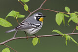 Image. Yellow-throated Warbler