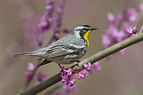 Image. Yellow-throated Warbler