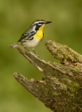 Image. Yellow-throated Warbler