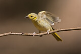 Image. Yellow-tinted Honeyeater