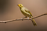Image. Yellow-tinted Honeyeater