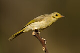 Image. Yellow-tinted Honeyeater