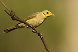 Image. Yellow-tinted Honeyeater