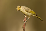 Image. Yellow-tinted Honeyeater