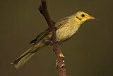 Image. Yellow-tinted Honeyeater