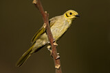 Image. Yellow-tinted Honeyeater