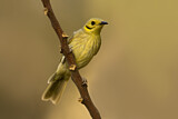 Image. Yellow-tinted Honeyeater