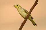 Image. Yellow-tinted Honeyeater