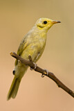 Image. Yellow-tinted Honeyeater