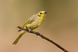 Image. Yellow-tinted Honeyeater