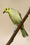 Image. Yellow-tinted Honeyeater