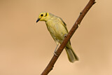 Image. Yellow-tinted Honeyeater