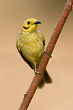 Image. Yellow-tinted Honeyeater