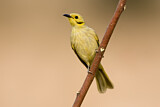 Image. Yellow-tinted Honeyeater