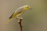 Image. Yellow-tinted Honeyeater