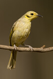 Image. Yellow-tinted Honeyeater