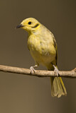 Image. Yellow-tinted Honeyeater